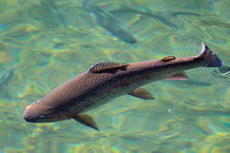 小菅トラウトガーデン 釣果