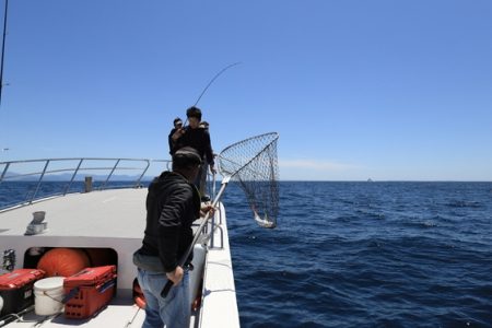 クルーズ 釣果