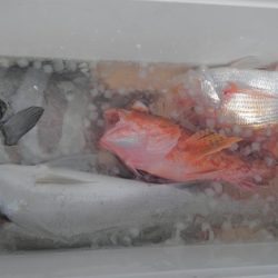 遊漁船 新鋭丸 釣果