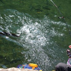 小菅トラウトガーデン 釣果