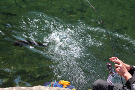 小菅トラウトガーデン 釣果