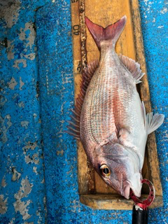 幸吉丸 釣果