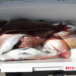 大進丸(新潟) 釣果