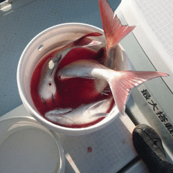 遊漁船ブルーウッズ 釣果