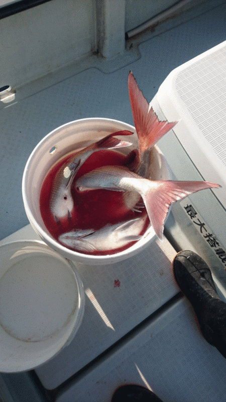 遊漁船ブルーウッズ 釣果