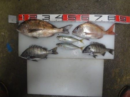 のとじま臨海公園海づりセンター 釣果