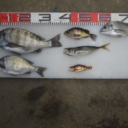 のとじま臨海公園海づりセンター 釣果
