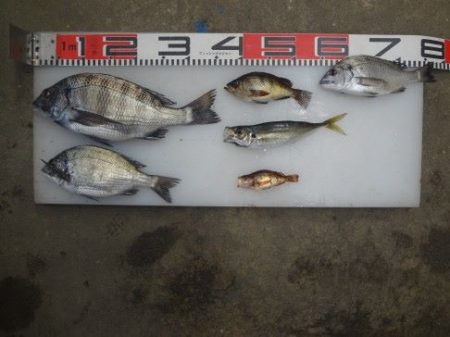 のとじま臨海公園海づりセンター 釣果