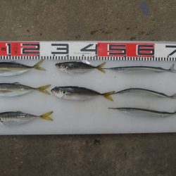 のとじま臨海公園海づりセンター 釣果