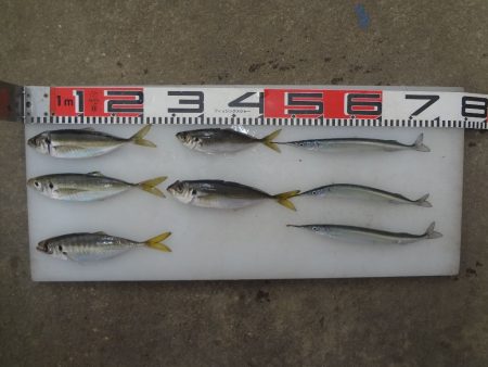 のとじま臨海公園海づりセンター 釣果