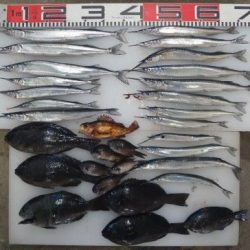 のとじま臨海公園海づりセンター 釣果