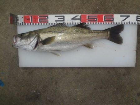 のとじま臨海公園海づりセンター 釣果