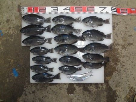 のとじま臨海公園海づりセンター 釣果