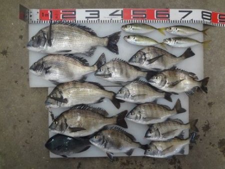 のとじま臨海公園海づりセンター 釣果