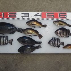 のとじま臨海公園海づりセンター 釣果