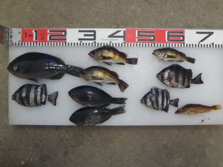 のとじま臨海公園海づりセンター 釣果