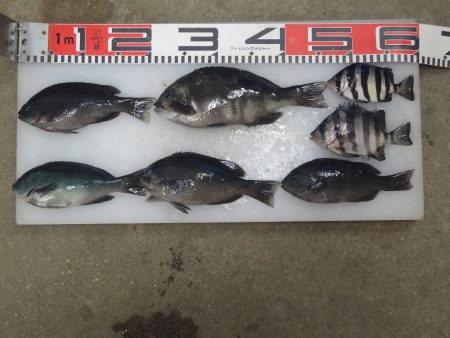 のとじま臨海公園海づりセンター 釣果