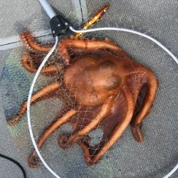 へいみつ丸 釣果