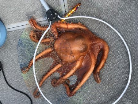 へいみつ丸 釣果