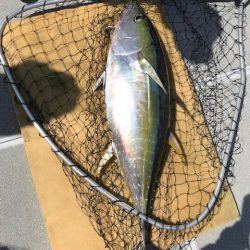 へいみつ丸 釣果