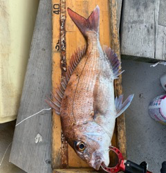 幸吉丸 釣果