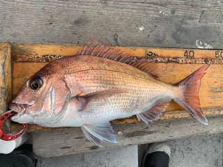 幸吉丸 釣果