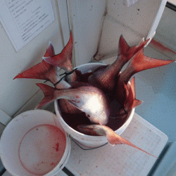 遊漁船ブルーウッズ 釣果