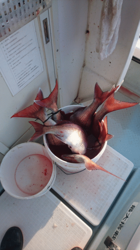 遊漁船ブルーウッズ 釣果