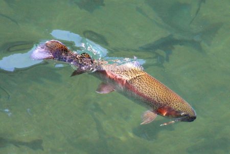 小菅トラウトガーデン 釣果