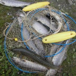 高萩ふれあいの里フィッシングエリア 釣果