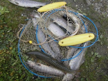 高萩ふれあいの里フィッシングエリア 釣果