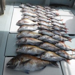 遊漁船 幸友丸 釣果