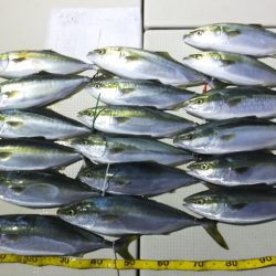 Hit Rush(ヒット ラッシュ) 釣果