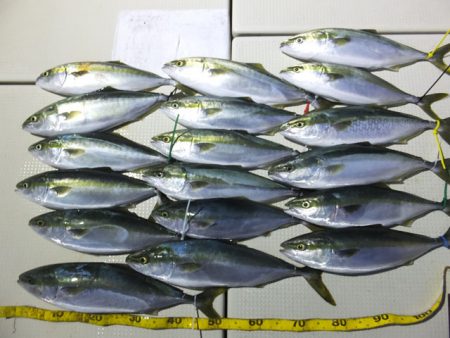 Hit Rush(ヒット ラッシュ） 釣果…