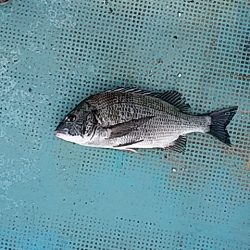 勝丸渡船 釣果