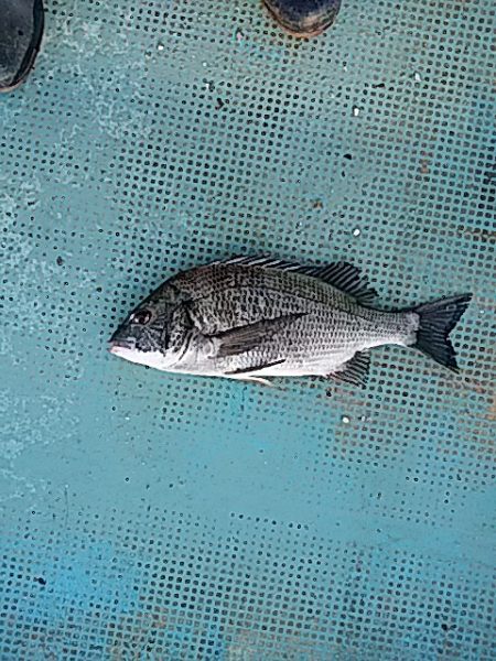勝丸渡船 釣果