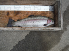 すそのフィッシングパーク 釣果