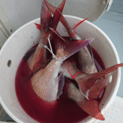 遊漁船ブルーウッズ 釣果