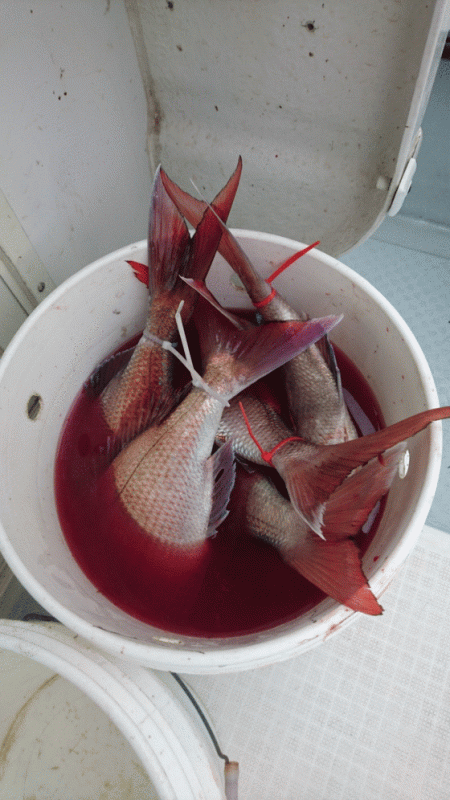 遊漁船ブルーウッズ 釣果