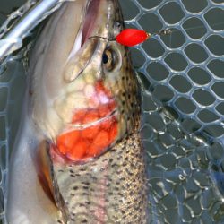 小菅トラウトガーデン 釣果