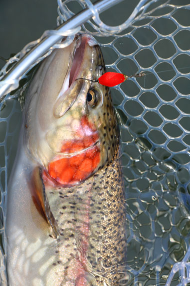 小菅トラウトガーデン 釣果