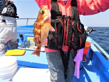 鯛紅丸 釣果