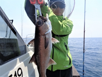 鯛紅丸 釣果