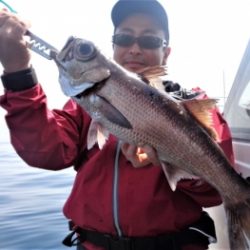 鯛紅丸 釣果