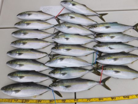 Hit Rush(ヒット ラッシュ） 釣果…