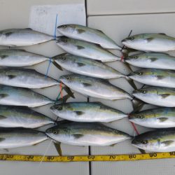 Hit Rush(ヒット ラッシュ) 釣果