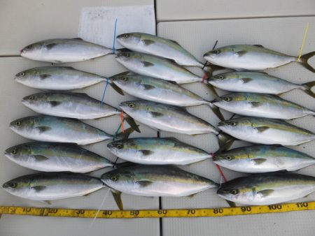 Hit Rush(ヒット ラッシュ） 釣果…