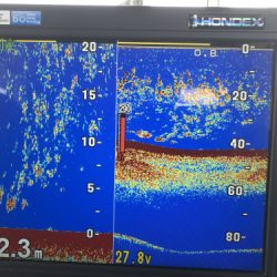 釣船 浦島太郎 釣果