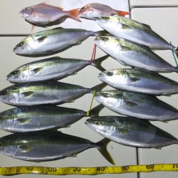 Hit Rush(ヒット ラッシュ) 釣果