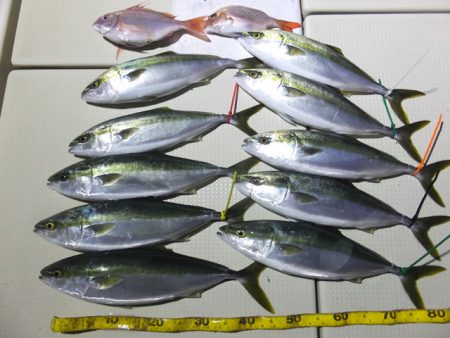 Hit Rush(ヒット ラッシュ） 釣果…